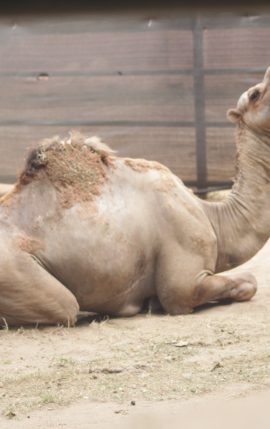 Unta Punuk Satu (Camelus dromedarius)