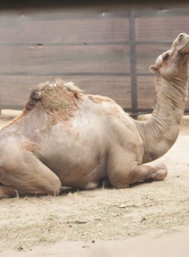 Unta Punuk Satu (Camelus dromedarius)