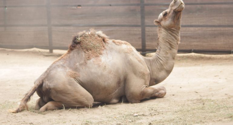 Unta Punuk Satu (Camelus dromedarius)