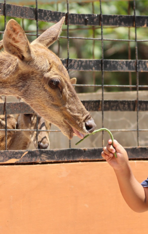 Wahana Animal Feeding Semarang Zoo