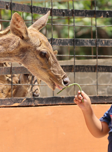 Wahana Animal Feeding Semarang Zoo