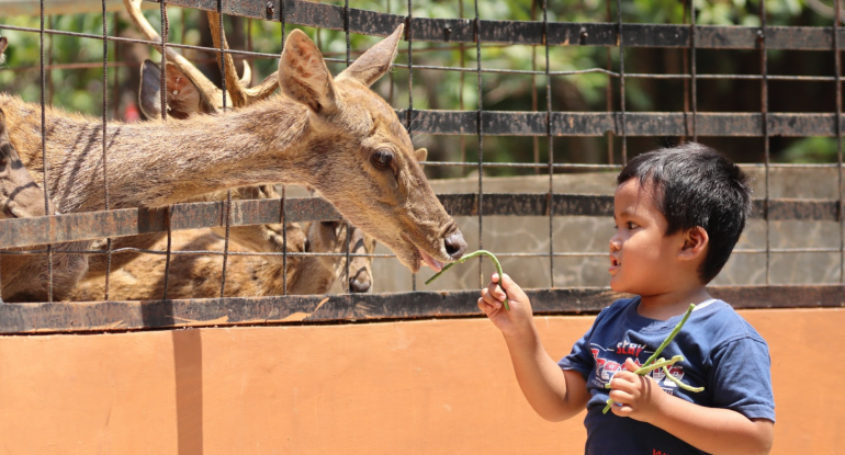 Wahana Animal Feeding Semarang Zoo