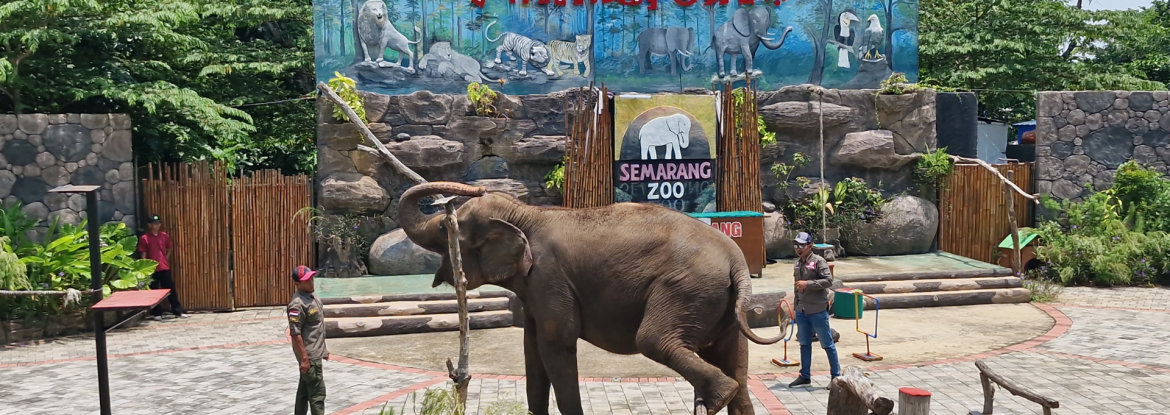 Wahana Animal Show Semarang Zoo