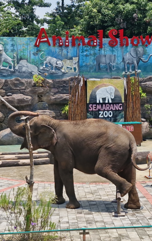 Wahana Animal Show Semarang Zoo