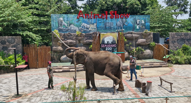 Wahana Animal Show Semarang Zoo