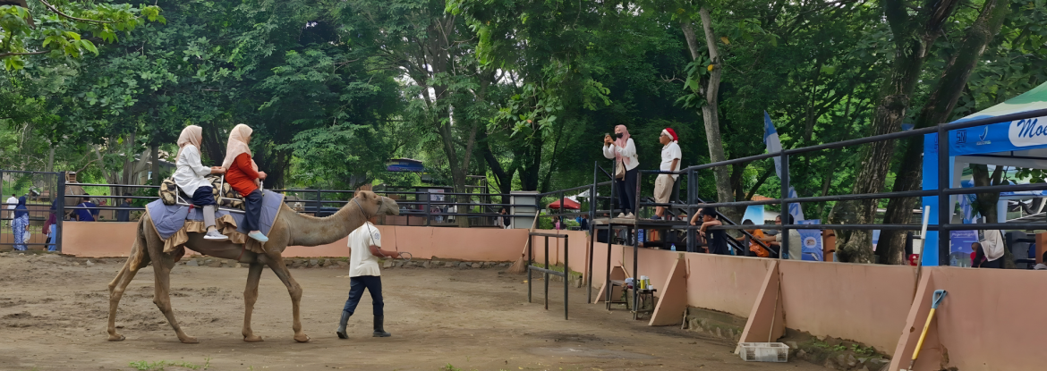 Wahana Tunggang Unta Semarang Zoo