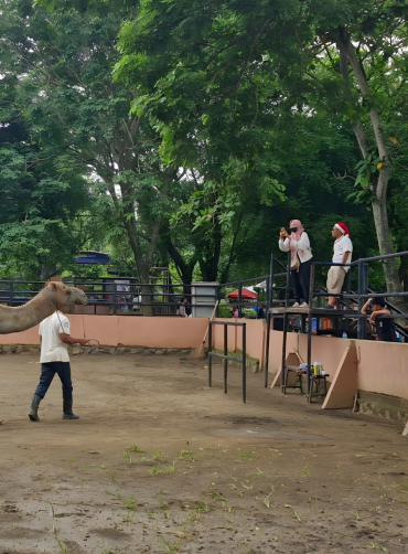 Wahana Tunggang Unta Semarang Zoo